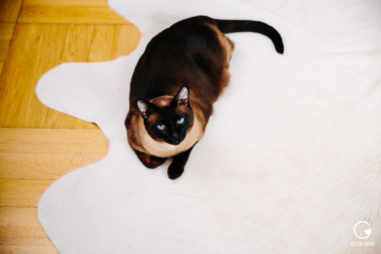 Hochzeit, Schloss Donzdorf