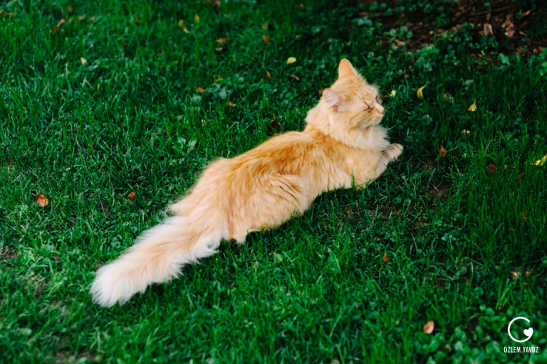 Hochzeit, Teichalm, Latschenhütte, Passail